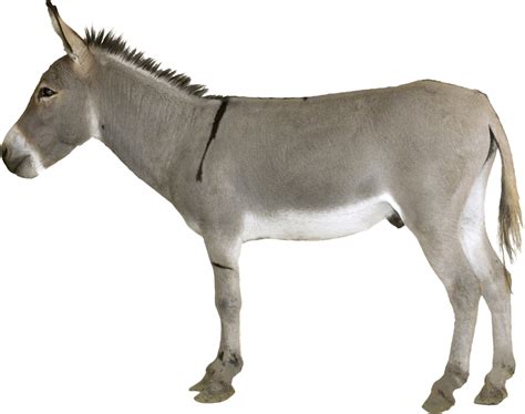 Donkey Mule Png Photos Png Mart