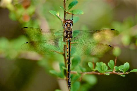 Golden Dragonfly Explored 32 I Dont Know The Real Na Flickr