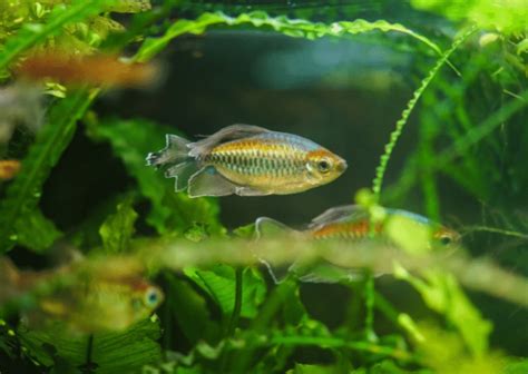 Congo Tetra Complete Guide To Care Diet Tank Mates And More