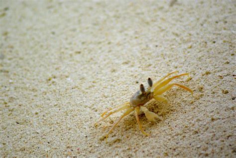 Kepiting Pasir Pantai Foto Gratis Di Pixabay Pixabay