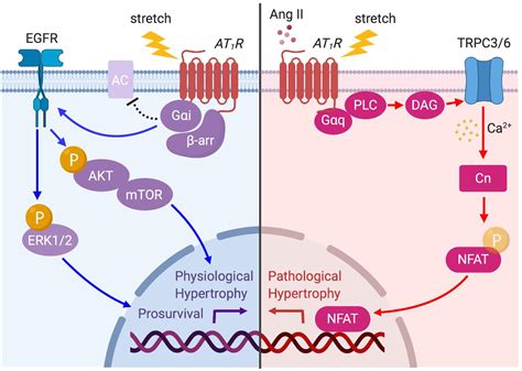 Frontiers Stretch Induced Biased Signaling In Angiotensin Ii Type 1