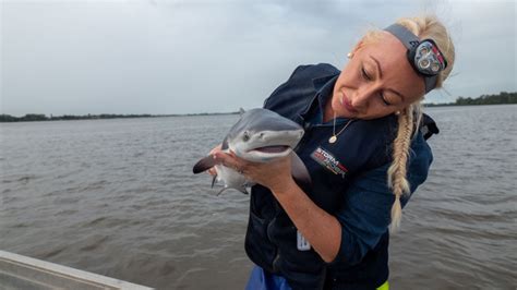 Baby Sharks - National Geographic for everyone in everywhere