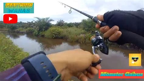 Mancing Ikan Gabus Monster Gabus Youtube