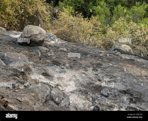 Plantas En Primer Plano Vaporizadas Por El Calor Los Efectos De Los