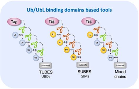 Tubes Subes And Beyond Molecular Traps For The Study Of Proteins