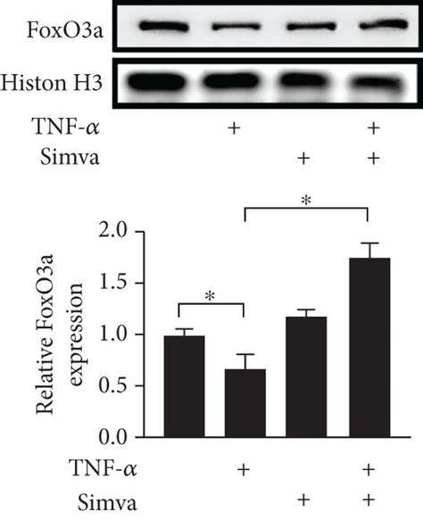 Roles Of Foxo3a In Tnf α Induced Cyr61 Expression And Effects Of