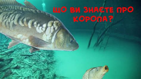 Що ви знаєте про коропа? Види коропа. Прісноводні риби України, короп ...