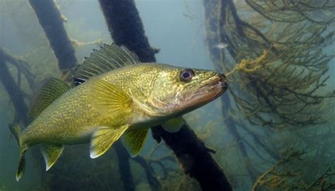 Walleye Photography Underwater