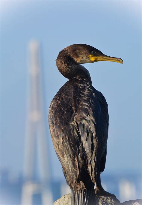 Cormorant Bird Big Free Photo On Pixabay Pixabay