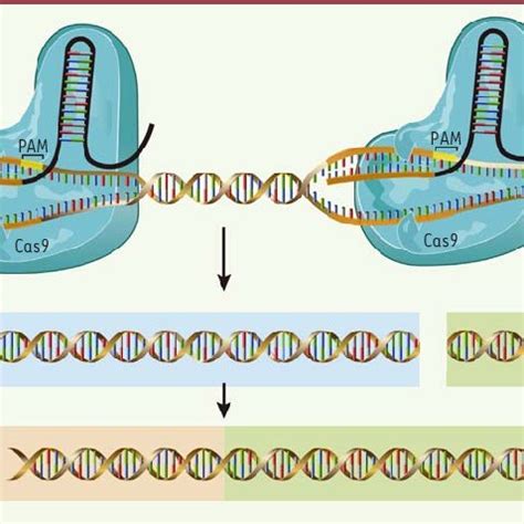 Modifications de l expression d un gène par le système CRISPR Cas9 Le