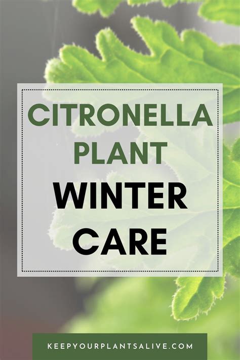 Citronella Plant Winter Care - keep your plants alive