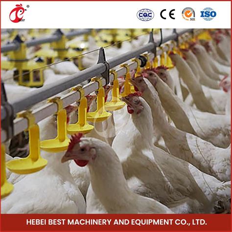 Bestchickencage Broiler Deep Litter System Sample Available China Easy