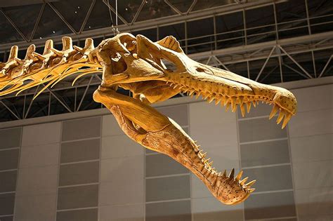 How Was Spinosaurus Discovered?