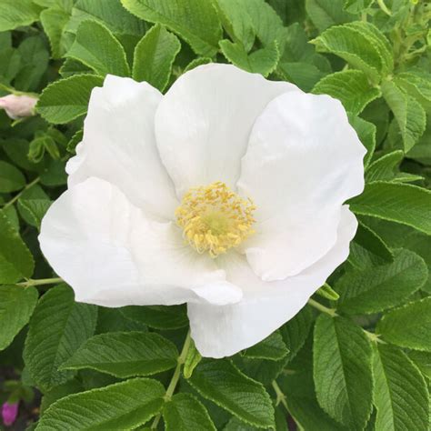 ROSA RUGOSA 'ALBA' - Houtmeyers Plantencentrum en Boomkwekerij Laakdal