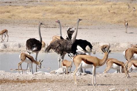 Ostrich Anatomy 101 Understanding Ostrich Physical Features Ostrichology