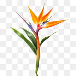 Birdofparadise Flower Fundo Png Imagem Png Ave Do Para So