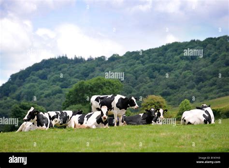 Friesian Dairy Cattle In Gwent Wales Near The Herefordshire Border Uk