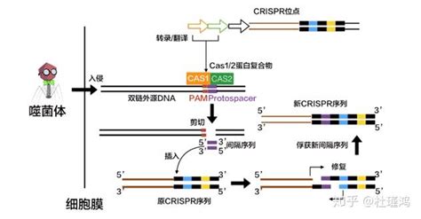 Crispr Cas