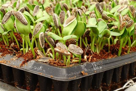 When to Plant Sunflower Seeds in Australia | Ultimate Backyard