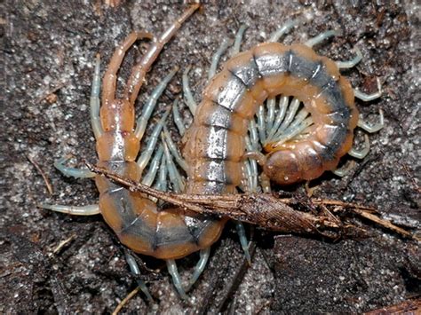 Insects Id Scolopendra Viridis Florida Blue Centipede