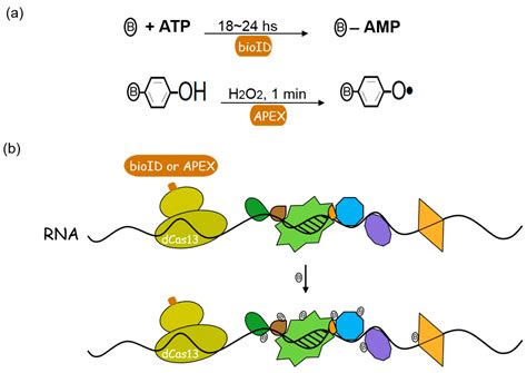 Crispr Guided Proximity Labeling Of Rnaprotein Interactions