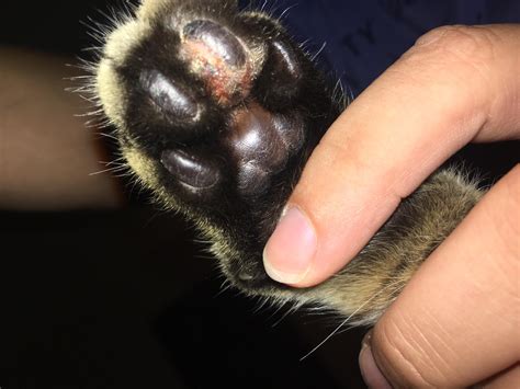 My Boyfriend Keeps Trying To Tell Me Theres A Growth On My Cats Paw