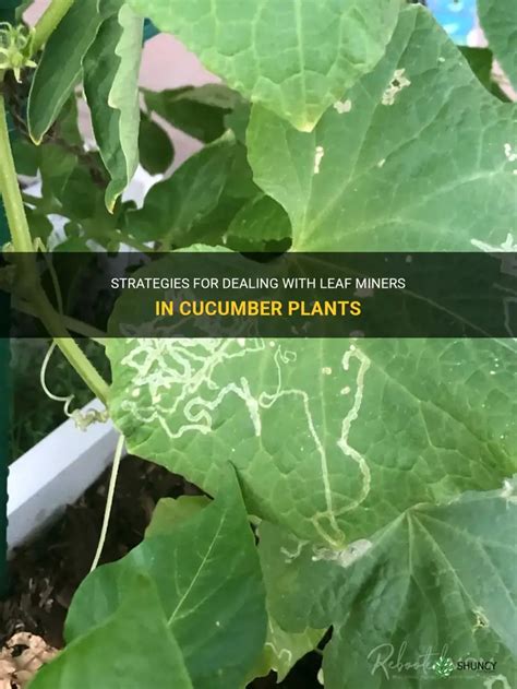 Strategies For Dealing With Leaf Miners In Cucumber Plants Shuncy