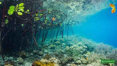 blue carbon sigma earth