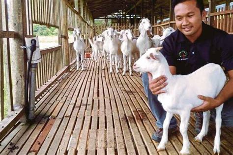 Modal Ternak Kambing Berapa Banyak Yang Dibutuhkan Dan Bagaimana Cara