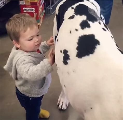 Questo Piccolo Bambino Nota Un Cane Enorme Nel Negozio Ha La Reazione