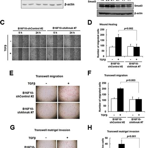 Ahnak Regulates Emt Mediated Melanoma Cell Migration And Invasion A