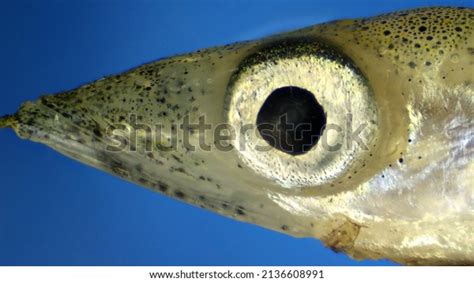 Sand Eel Sea Royalty-Free Images, Stock Photos & Pictures | Shutterstock