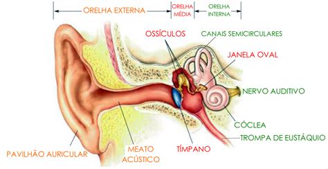 Anatomia Do Ouvido