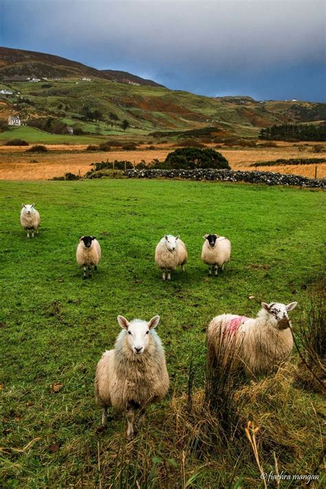 Glencolmcille Donegal Sheep By Fiachra Mangan Via Wild Atlantic Way FB