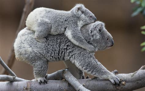 Pictures Of Koala