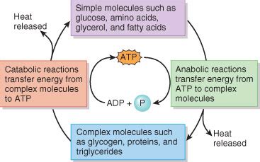 Bioenergetics Flashcards Quizlet