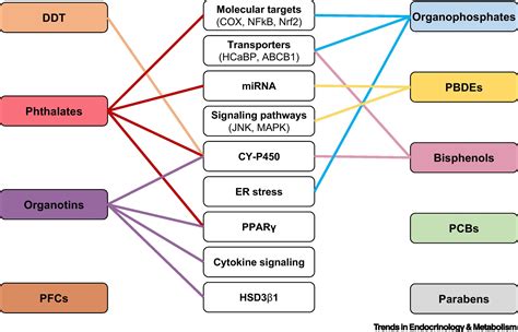 Placenta Disrupted Endocrine Disrupting Chemicals And Pregnancy