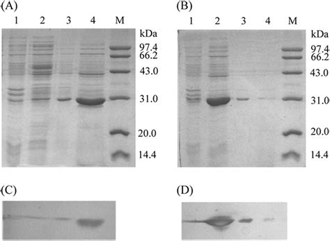 Sds Page A And B And Western Blot C And D Analysis Of The Enzyme