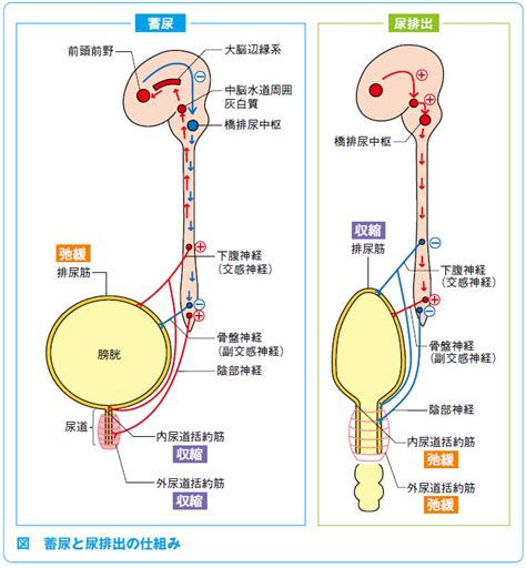 知っているようで知らない 疾患のガイセツ File106 ファーマスタイルweb