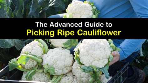 Cauliflower Harvest Time - How and When to Pick Cauliflower