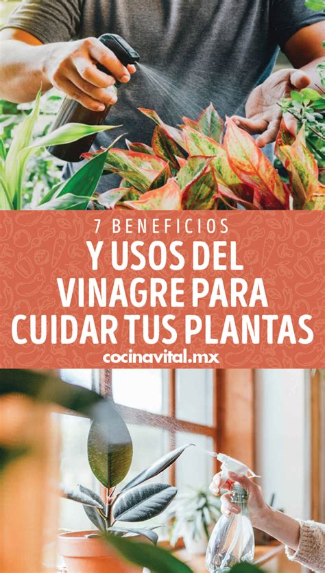 7 Beneficios Y Usos Del Vinagre Para Cuidar Tus Plantas Artofit