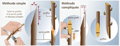 Faire Une Greffe L Anglaise Jardinage