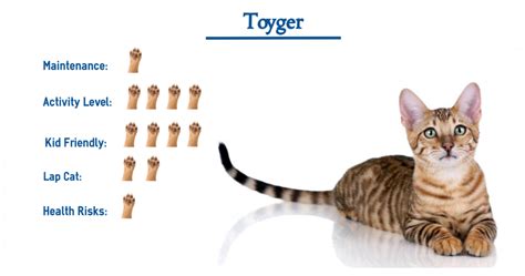 Toyger Cat Breed…. Everything You Need to Know at a Glance!