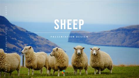 Sheep Best Powerpoint Templates