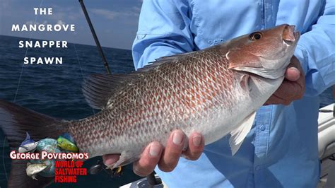 Mangrove Snapper Spawn Florida Keys 2022 Season Episode 5 4k