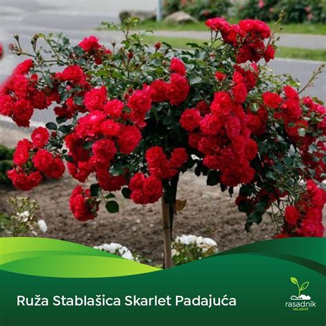 Ruža Stablašica - Skarlet - Rasadnik Veljović