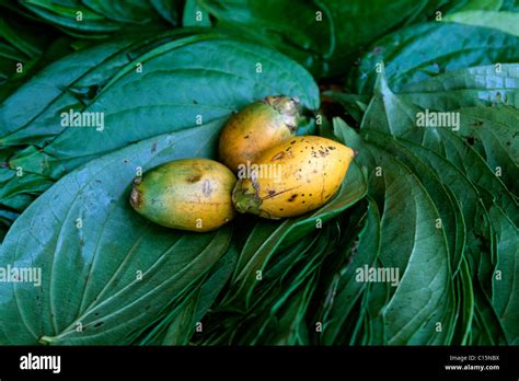 Betel Nut Leaf