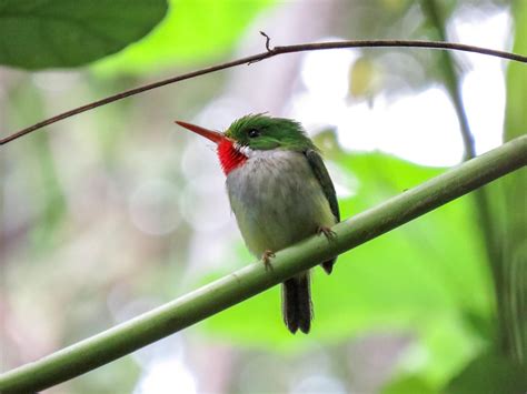 Snapshots of El Yunque Fauna