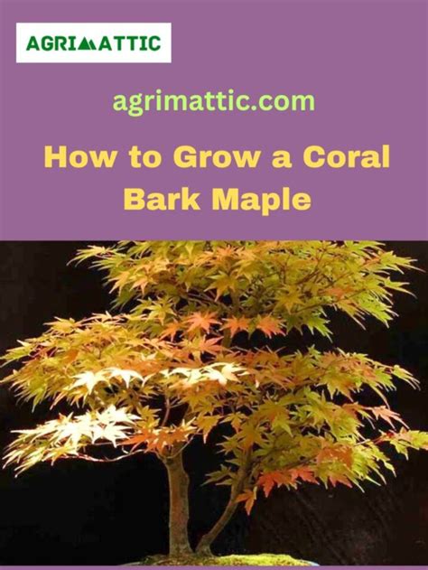 How To Grow Coral Bark Maple Agrimattic