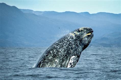 Epic gray whale migration reaches south Alaska and Bering Sea – Eye on ...